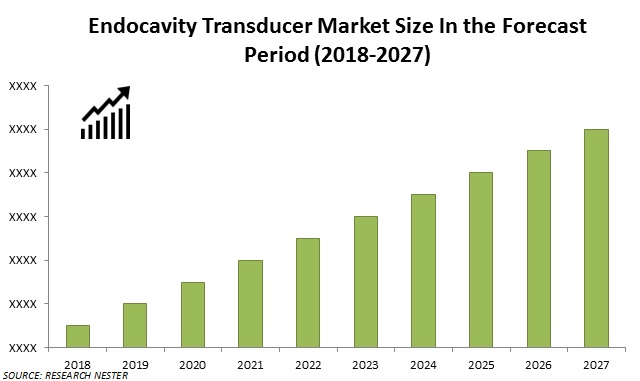 endocavity transducer market size